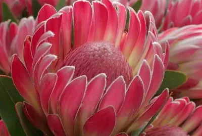 flores