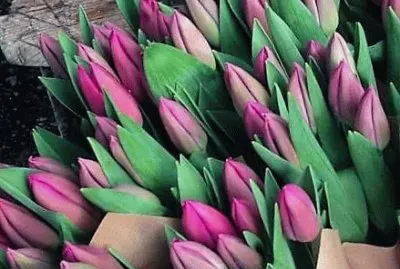 flores