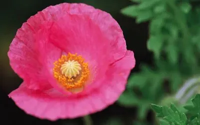 פאזל של flores