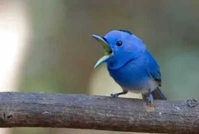 natural jigsaw puzzle