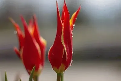 flores