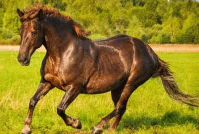 cavalo
