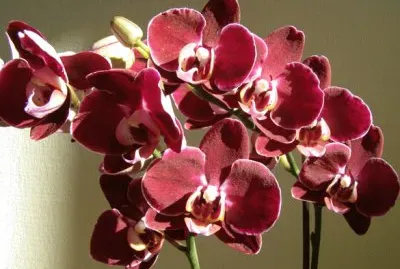 orchidÃ©e