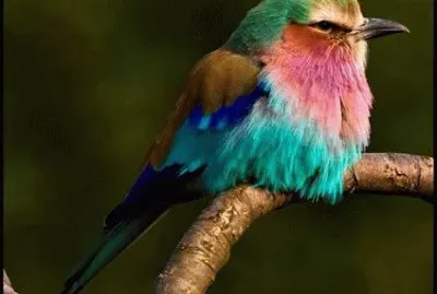 natural