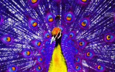pavo realis jigsaw puzzle