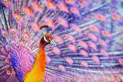 פאזל של pavo reilis