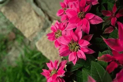 flores jigsaw puzzle