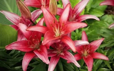פאזל של flores