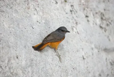 Codirossone di foresta