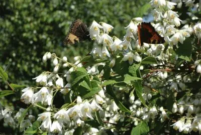 papillons jigsaw puzzle
