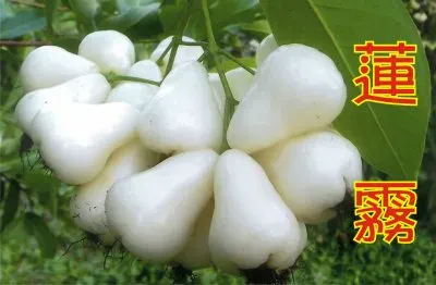 é’é‘½çŸ³è“®éœ§ jigsaw puzzle