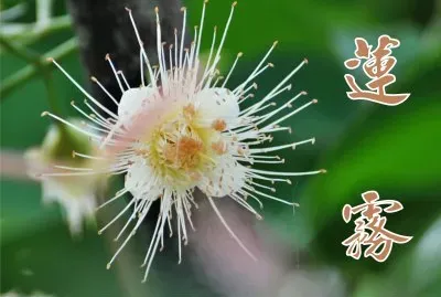 è“®éœ§èŠ±