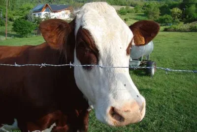 Vache