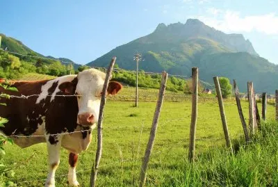 Vache