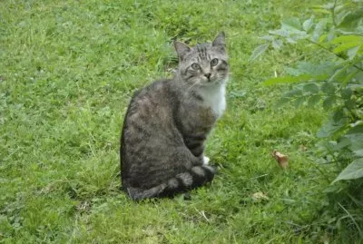 mon chat aux yeux verts
