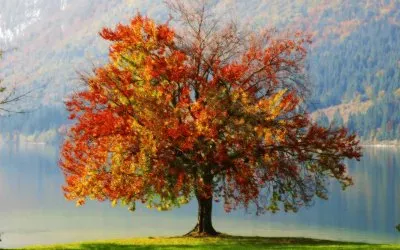 arvore jigsaw puzzle
