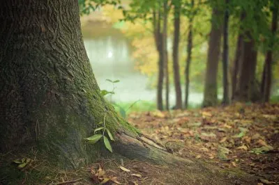 Tree Trunk jigsaw puzzle