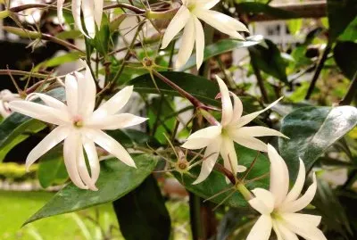flores