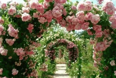 rose trellis