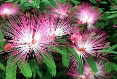 flores jigsaw puzzle