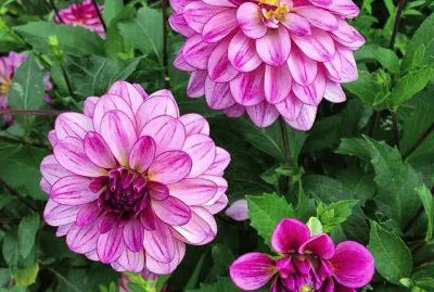 flores