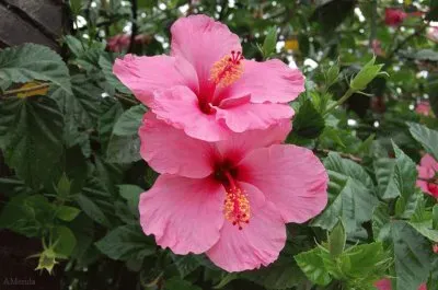 flores jigsaw puzzle