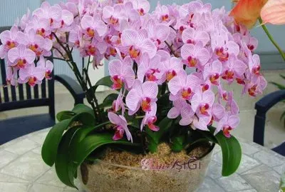 flores