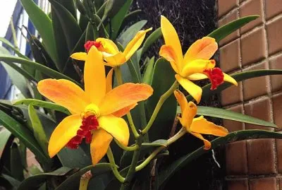 flores