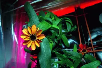פאזל של flores