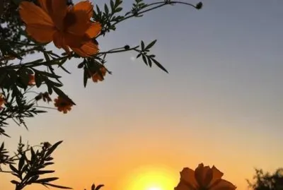 flores