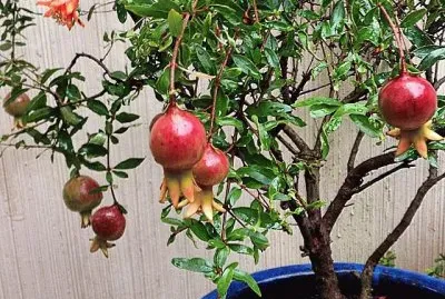 פאזל של frutas