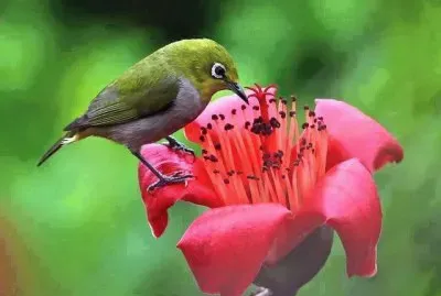 natural