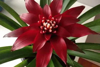 flores jigsaw puzzle