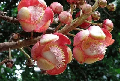 flores