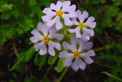 flores