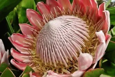 flores