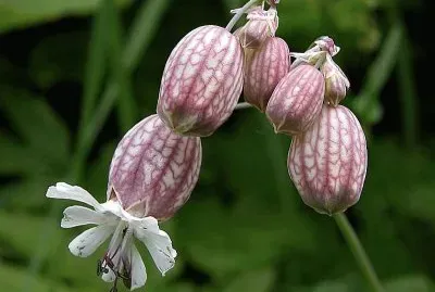 פאזל של flores