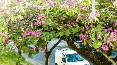 flores jigsaw puzzle