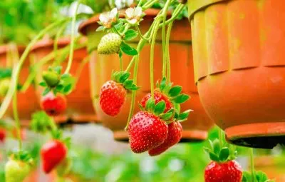 imagem jigsaw puzzle