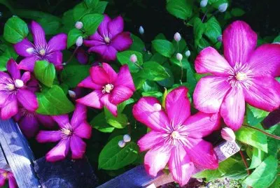 flores