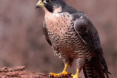 natural jigsaw puzzle