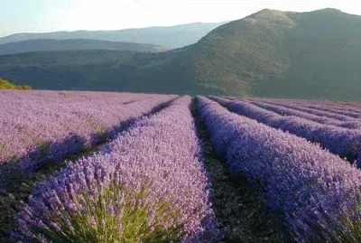 flores