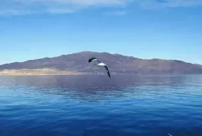 Isla de Cedros BC