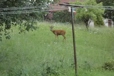 chevreuil dans mon prÃ©