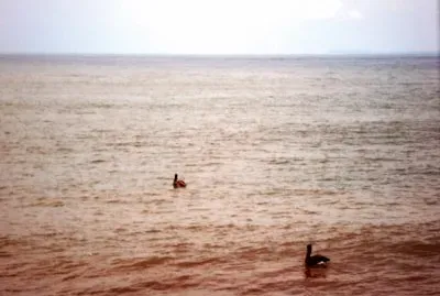 PelÃ­canos en Puerto Vallarta.