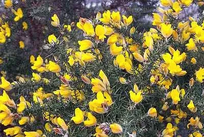 Gorse jigsaw puzzle