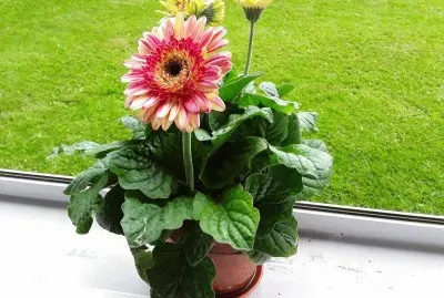 Gerbera