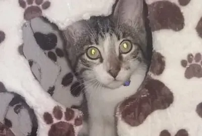 NIKO ESCONDIDO jigsaw puzzle