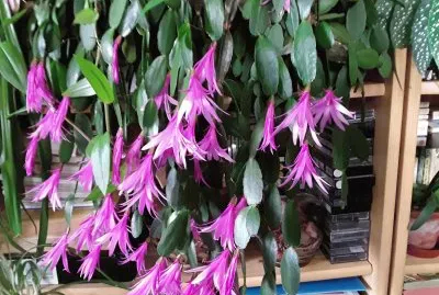 Cactus