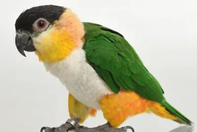 Pappagallo caicco testanera